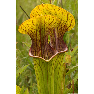 Kit de cultivo Sarracenia 