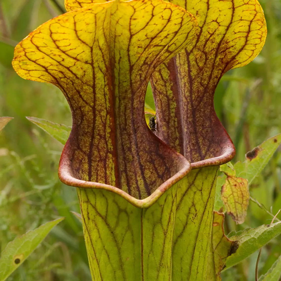 Kit de cultivo Sarracenia 