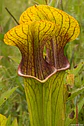 Kit de cultivo Sarracenia 