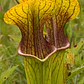 Kit de cultivo Sarracenia 