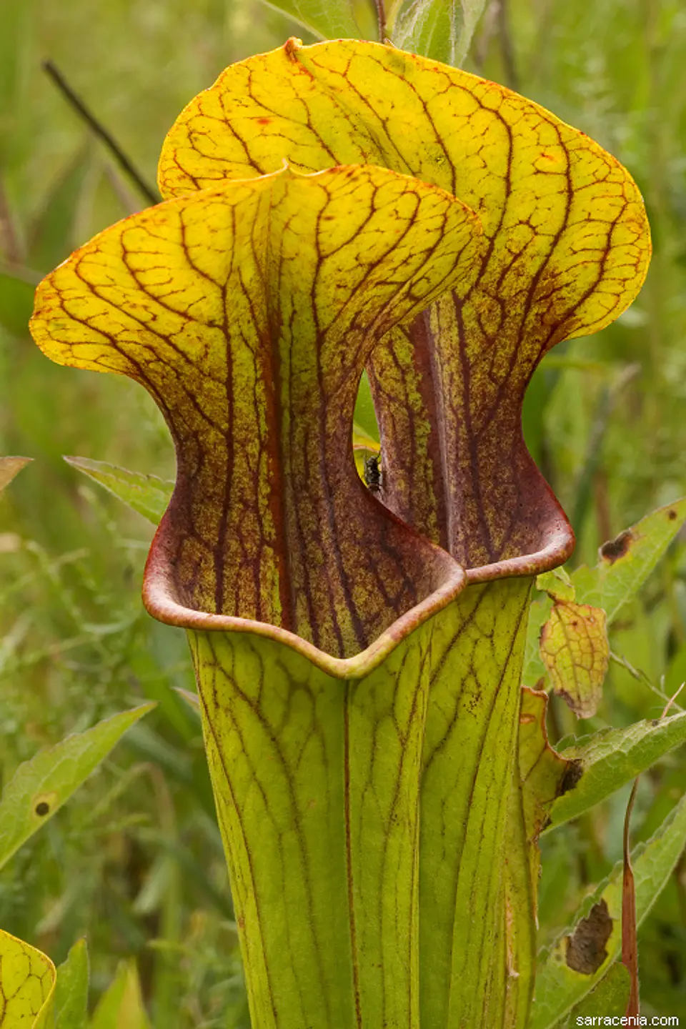 Kit de cultivo Sarracenia 