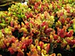Mix Especies II - thumbnail 2