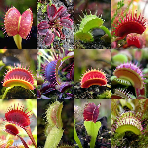 Mix Especies III