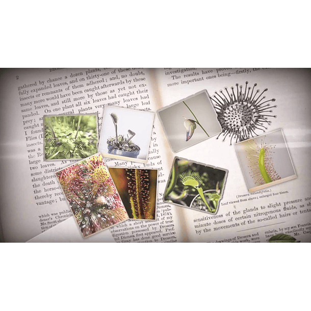 Libros de plantas carnívoras  ( solo en inglés ) ( Documentos digitales )