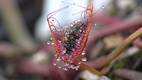 Drosera - Binata