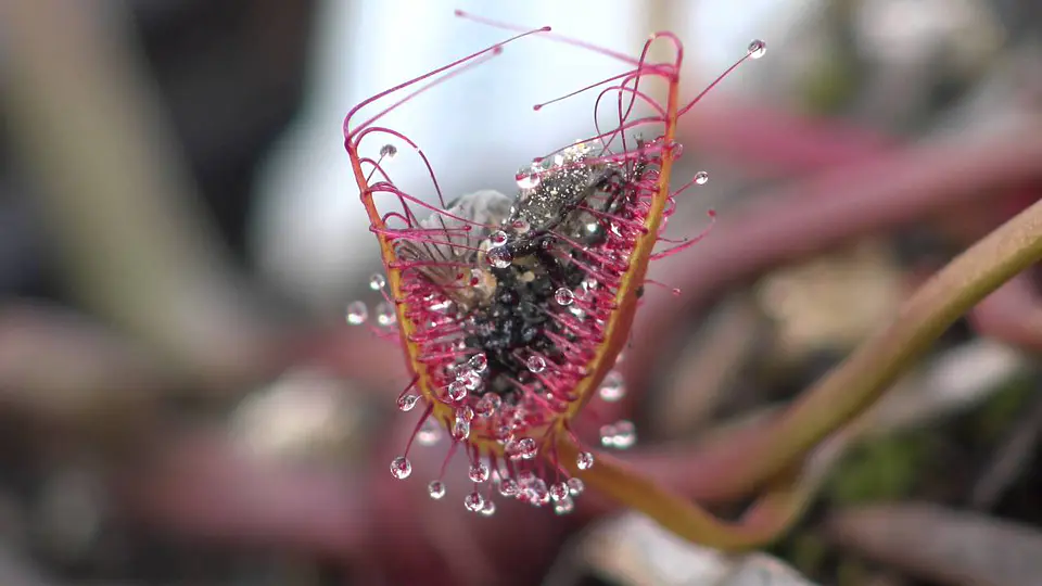 Drosera - Binata 1