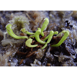 Sarracenia - Purpurea subsp Heterophylla