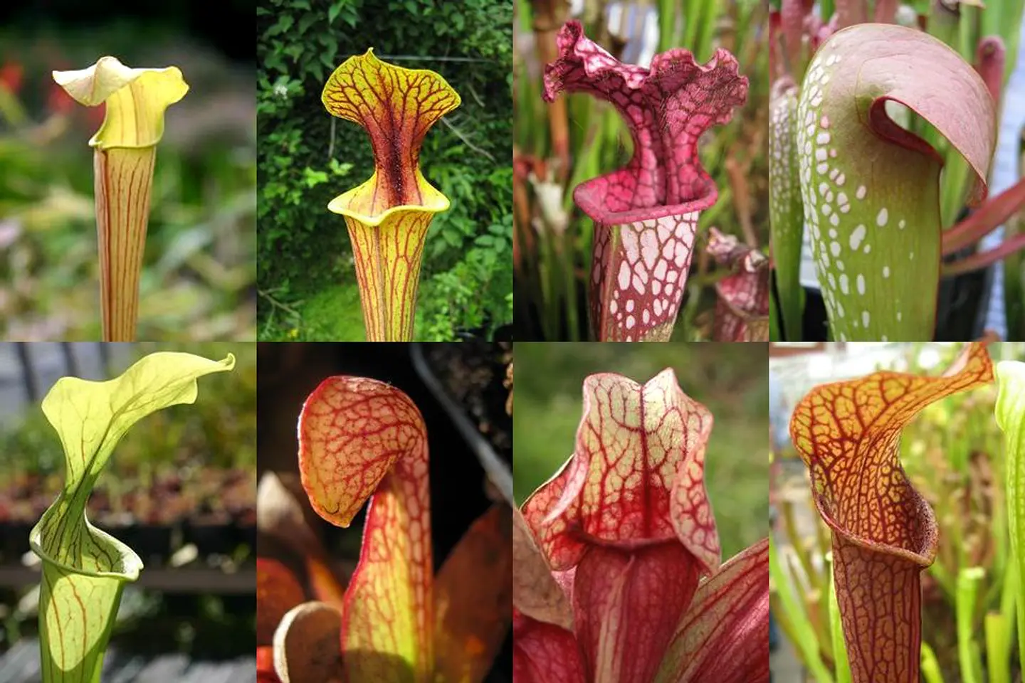 Kit de cultivo - Sarracenia Mix 2