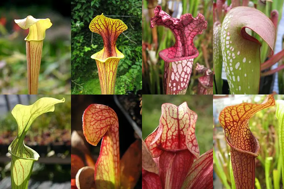 Kit de cultivo - Sarracenia Mix 2