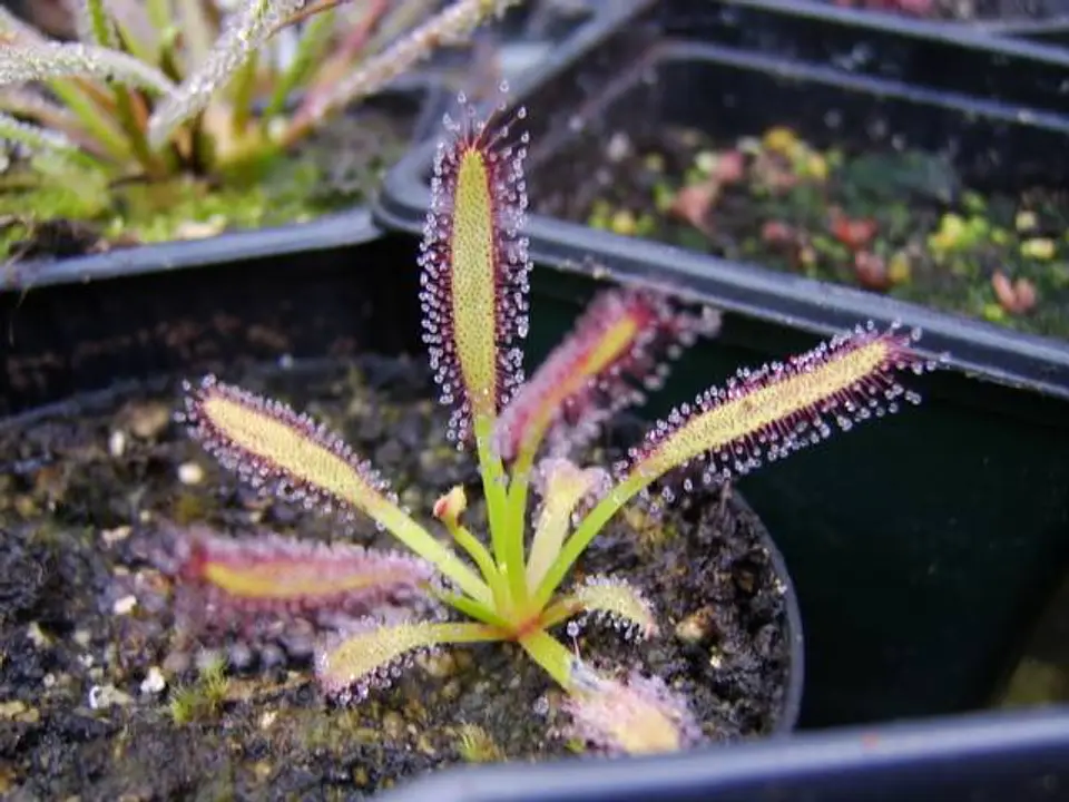 Drosera - Capensis 