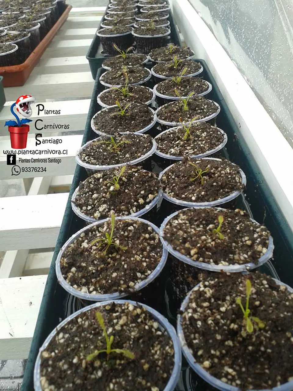 10 droseras - capensis típicas - pequeña 1
