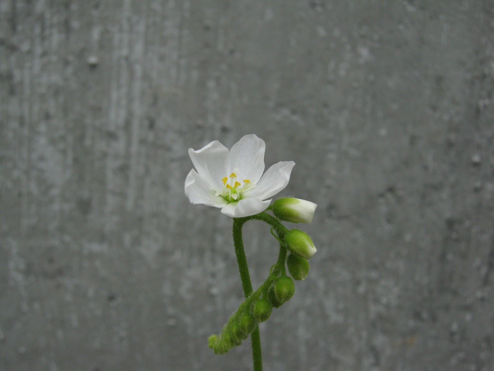 Kit de cultivo - Drosera Capensis Alba 2