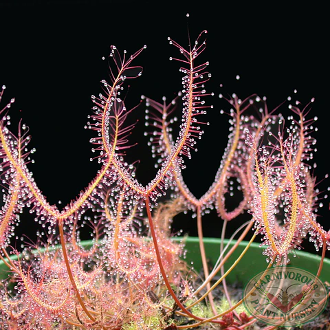 Kit de cultivo - Drosera binata