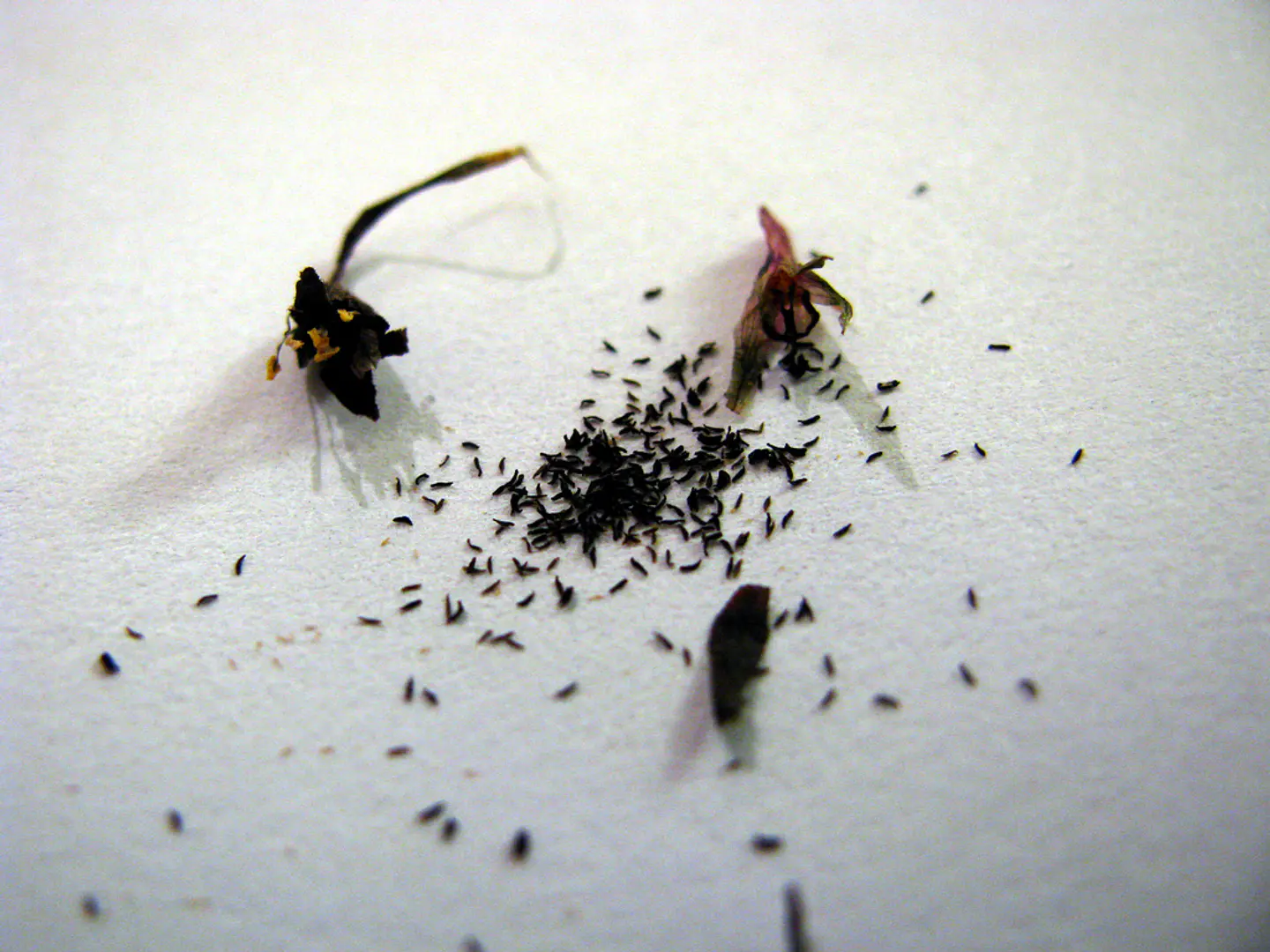 Kit de cultivo - Drosera binata 3