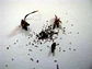 Kit de cultivo - Drosera binata - Miniatura 3