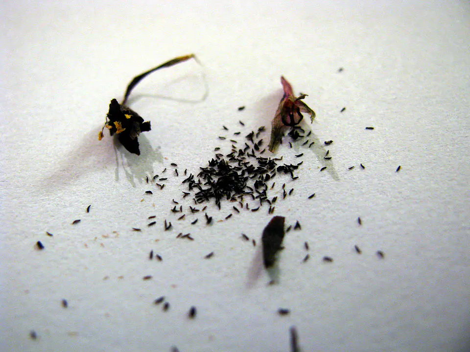 Kit de cultivo - Drosera binata 3