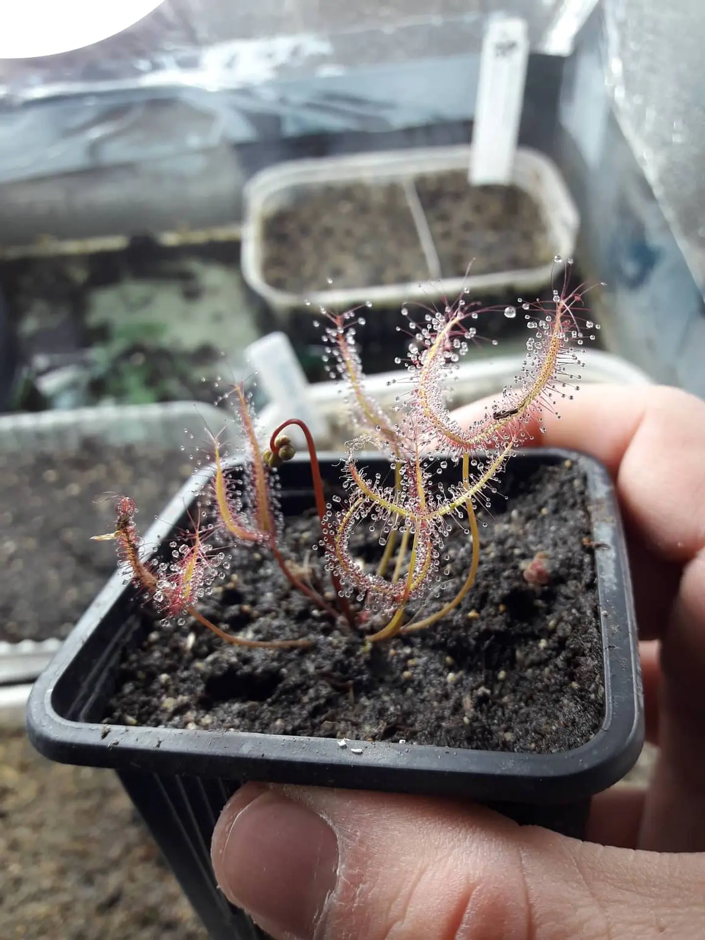 Drosera - Binata 2