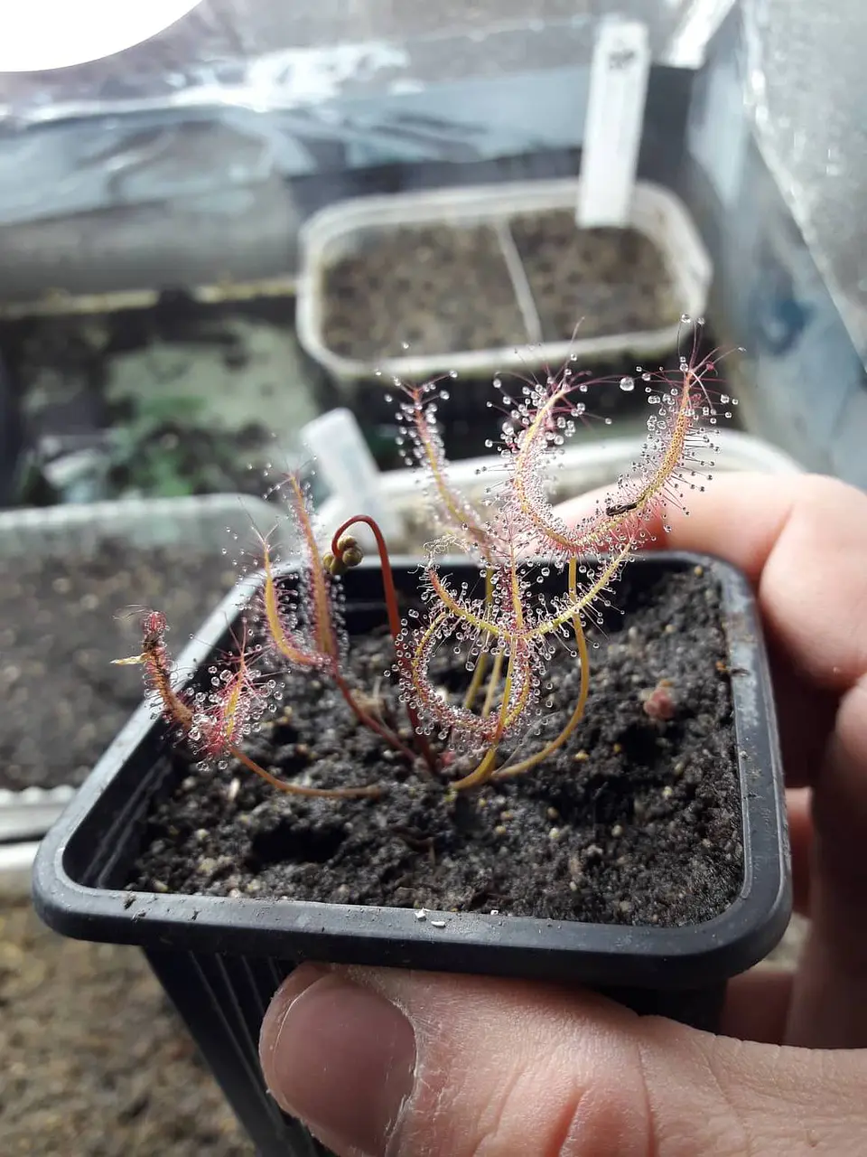 Drosera - Binata 2