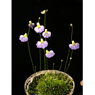 Utricularia bisquamata 2