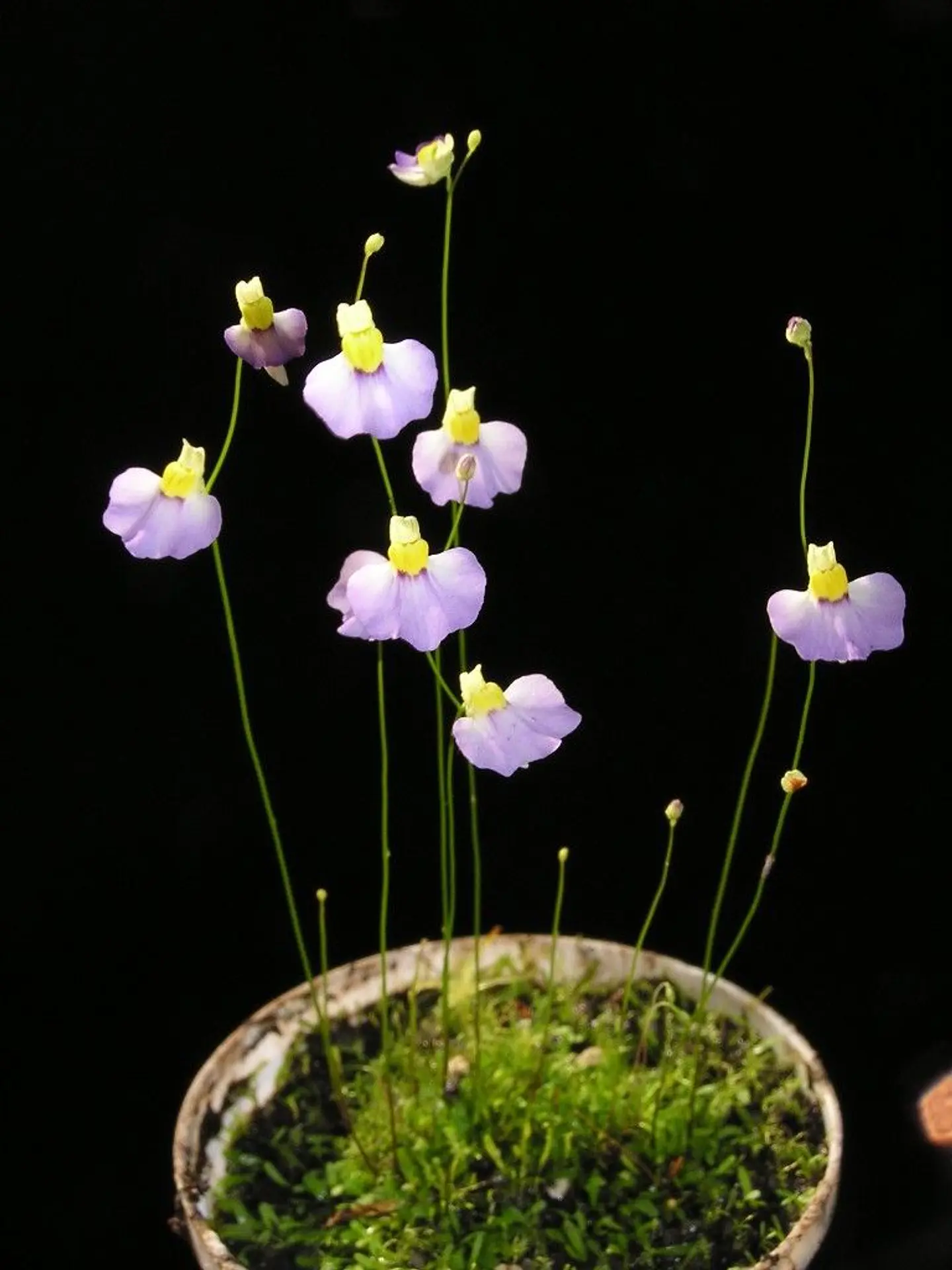 Utricularia bisquamata 2