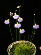 Utricularia bisquamata - Vorschaubild 2