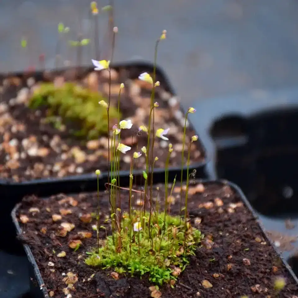 Utricularia bisquamata 1