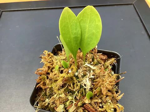 Utricularia Alpina