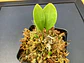 Utricularia Alpina - thumbnail 1