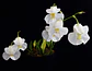 Utricularia Alpina - thumbnail 2