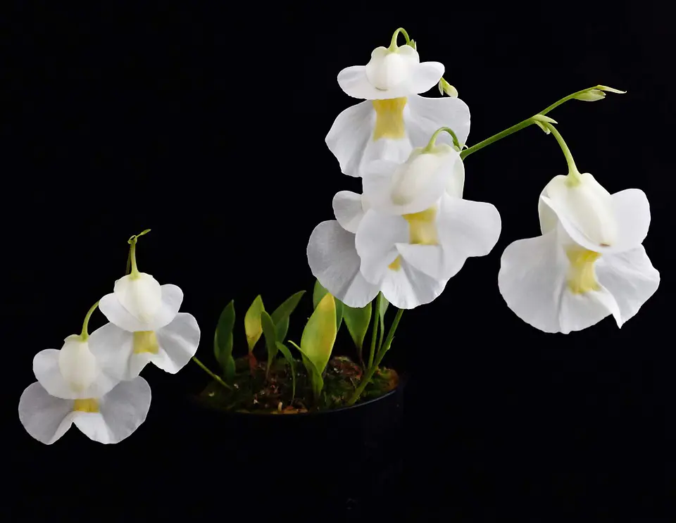 Utricularia Alpina 2