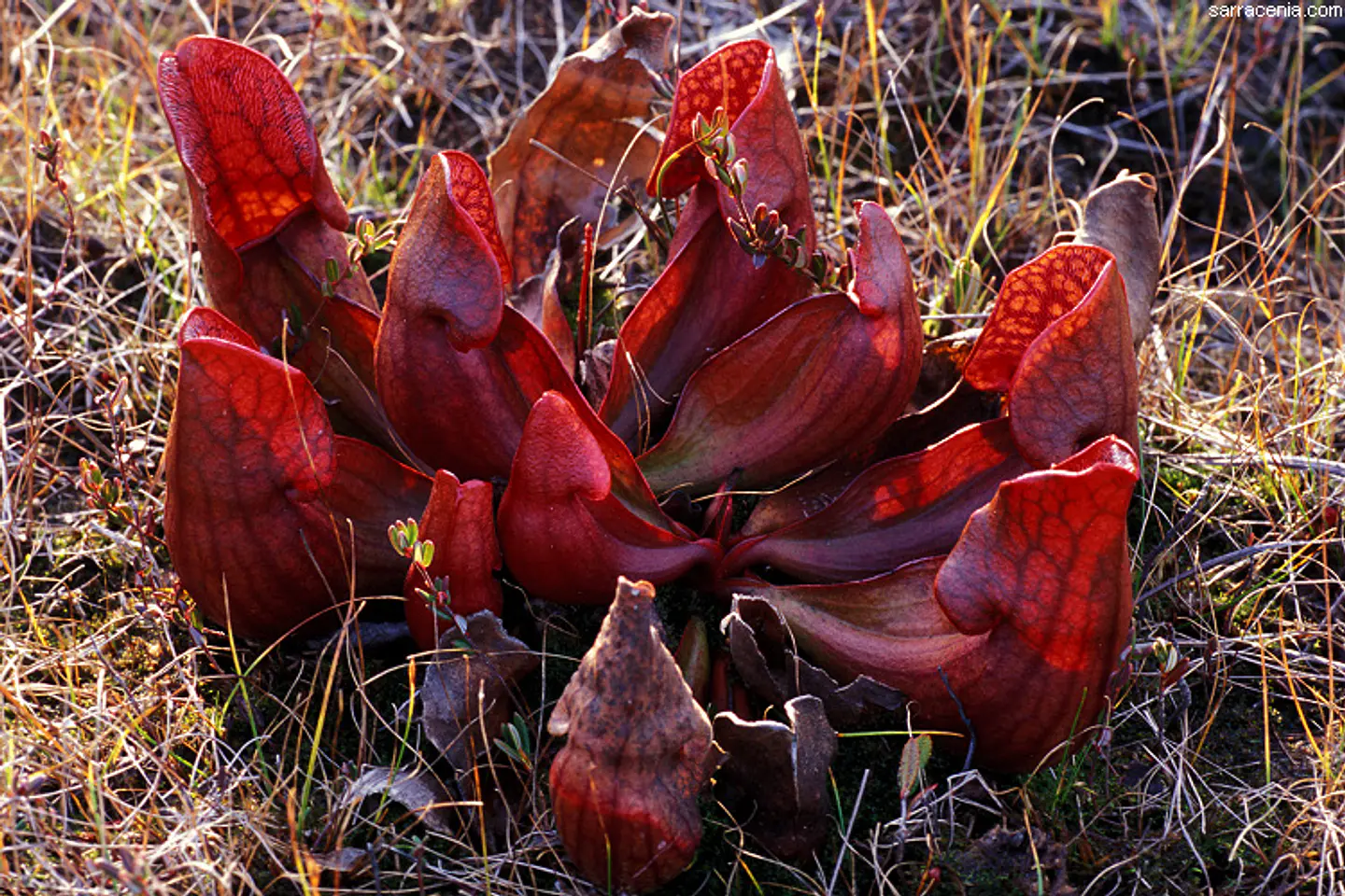 kit de cultivo - Sarracenia purpurea ssp purpurea 1