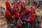 kit de cultivo - Sarracenia purpurea ssp purpurea - Miniatura 1