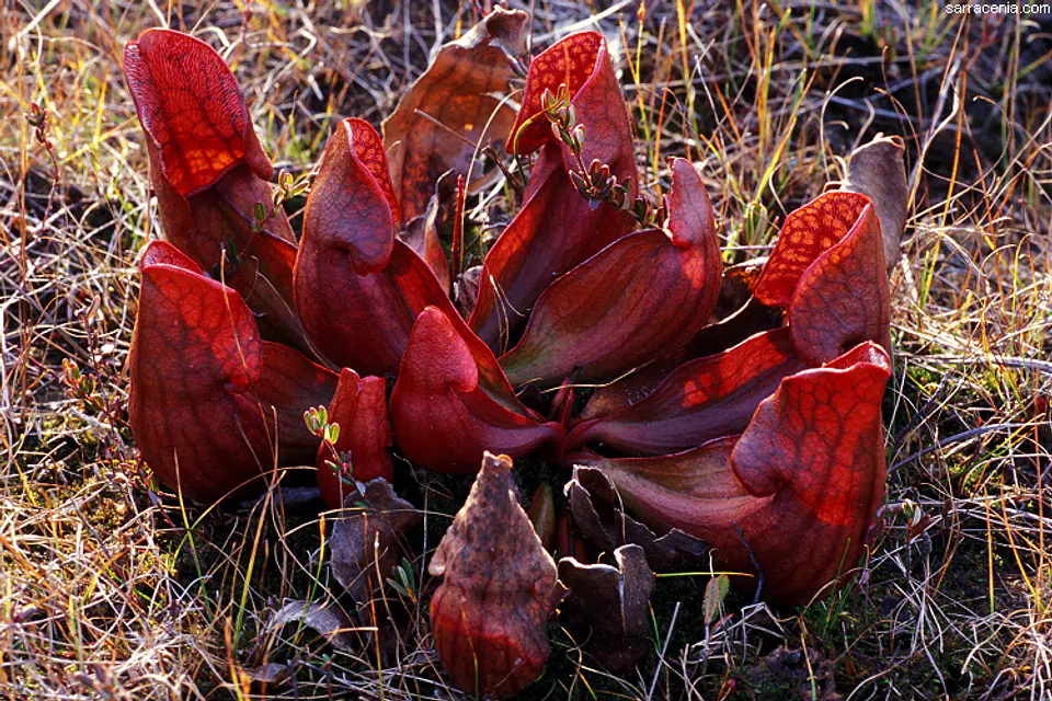 kit de cultivo - Sarracenia purpurea ssp purpurea 1