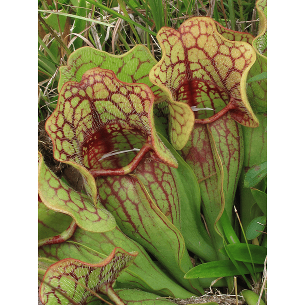 kit de cultivo - Sarracenia purpurea ssp venosa 1