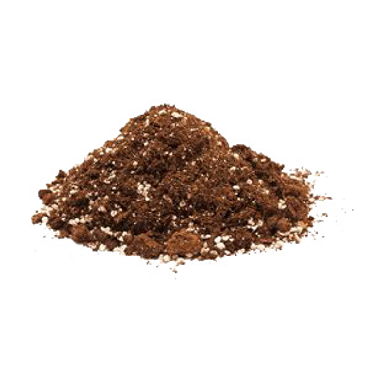 Kit de cultivo - Drosera capensis 