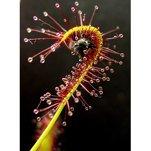 Drosera - capensis típica - Semillas