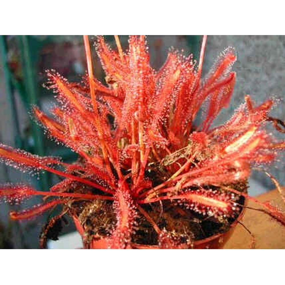 Drosera - capensis "All red" - Semillas