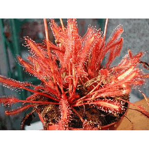 Drosera - capensis 
