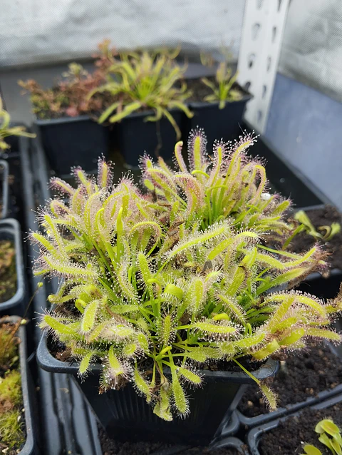 20 Droseras capensis albas 