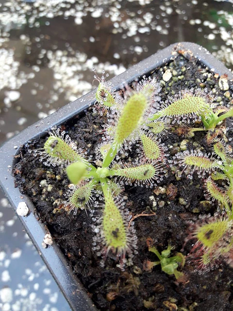 Drosera - Capensis "broad leaf" 