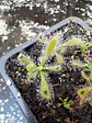 Drosera - Capensis 