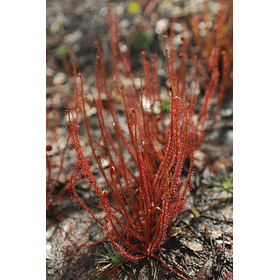 kit de cultivo - Drosera filiformis "Florida red"