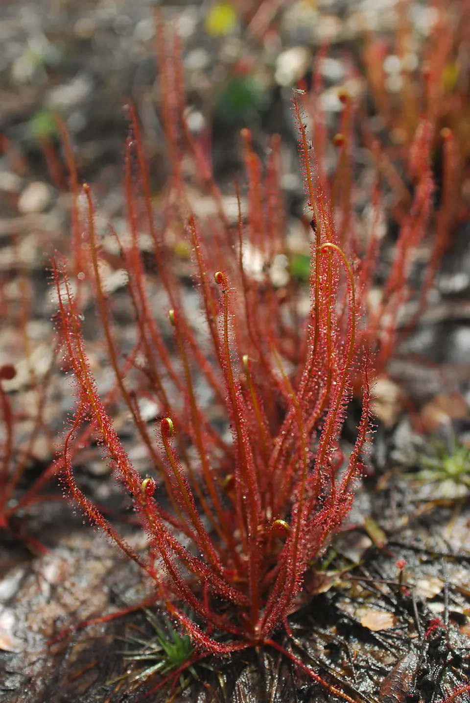 kit de cultivo - Drosera filiformis 