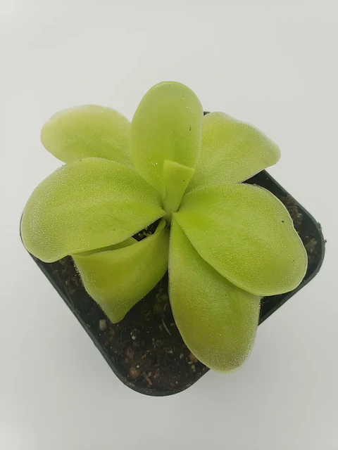 Pinguicula - Gigantea