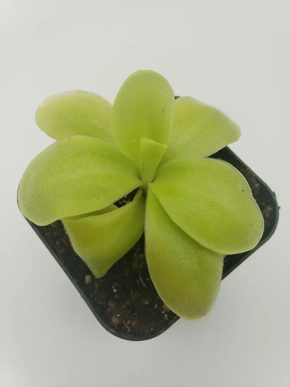 Pinguicula - Gigantea 1