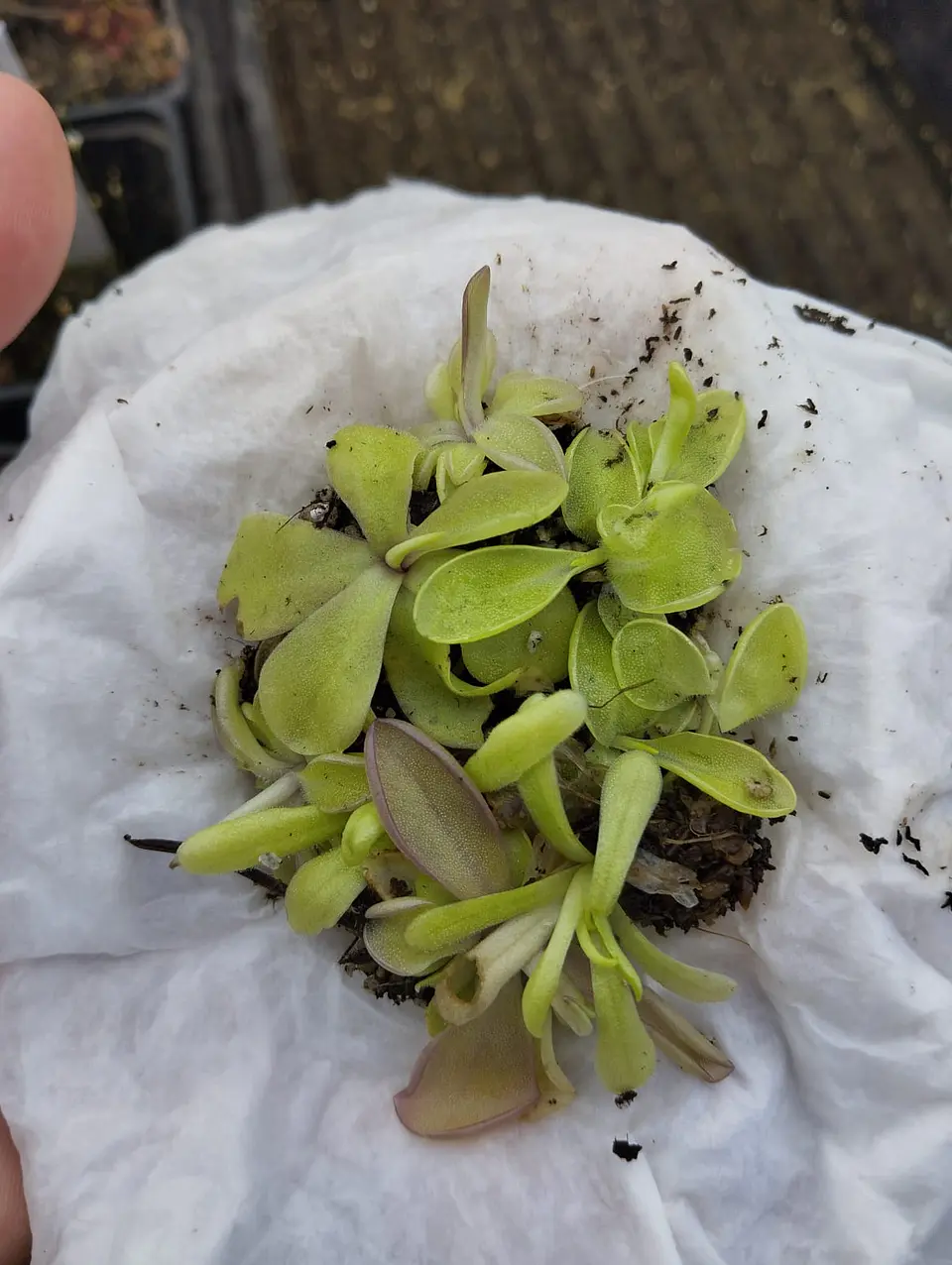 Pinguicula - Mix 1