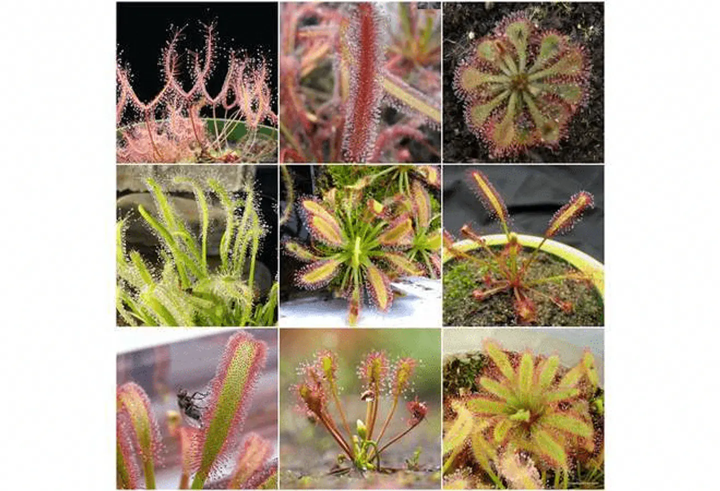 Mix Especies I 3