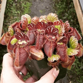 Kit de cultivo - Cephalotus Follicularis