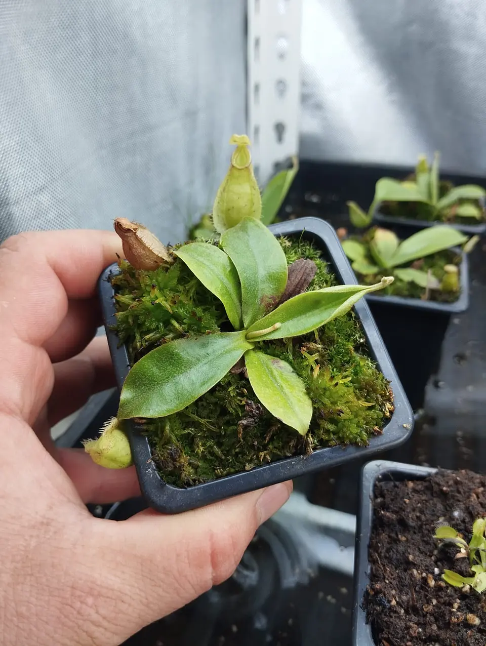 Nepenthes x hookeriana 1