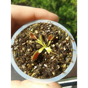 Promoción Carnívora 3x2